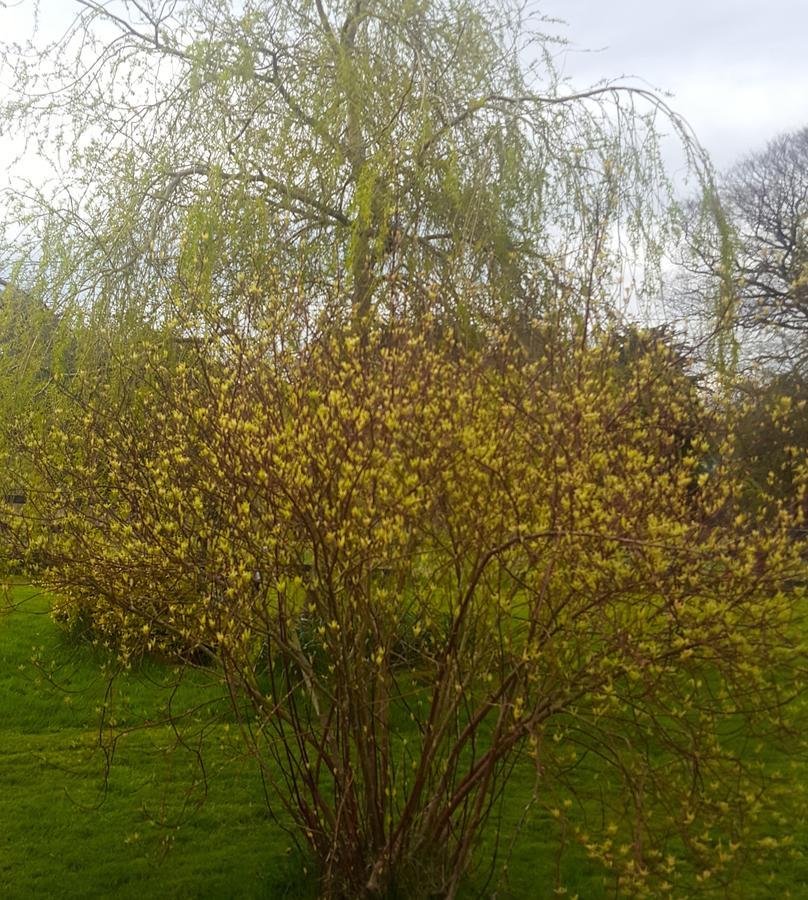Ely House B&B Shannonbridge Bagian luar foto